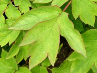 ボタン〔牡丹〕の葉（写真）